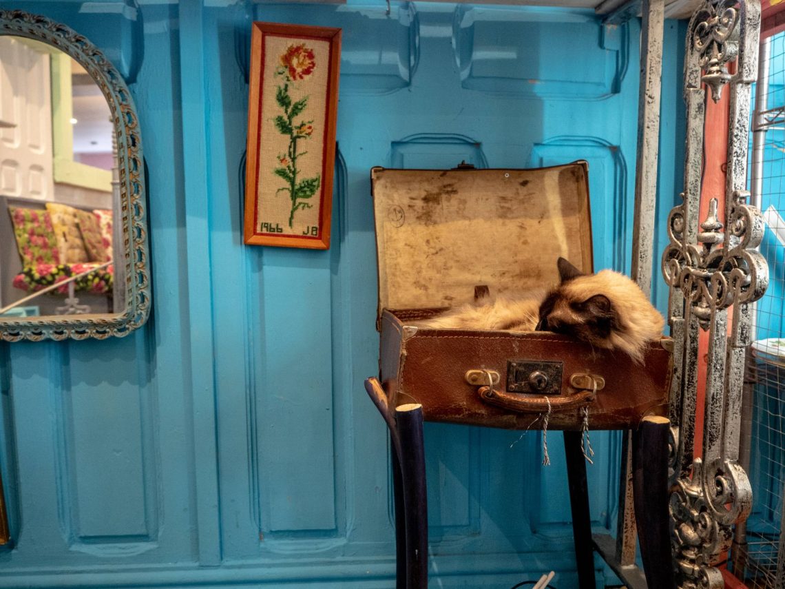 Shakespaw cat café, Stratford Upon Avon