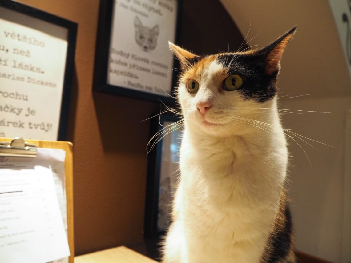 Prague’s cat cafes