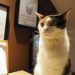 Prague’s cat cafes