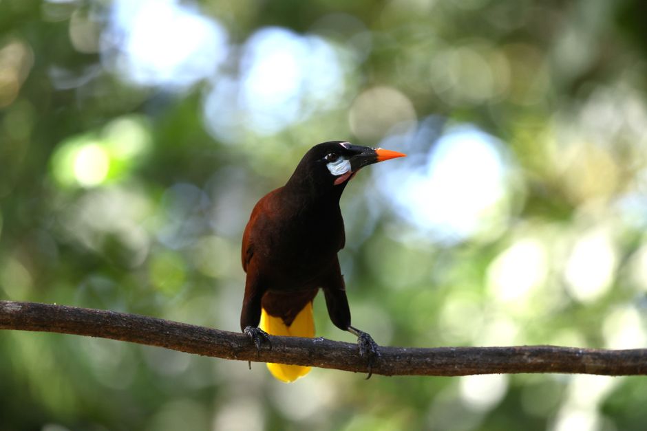 A stunning Montezuma Oropendola perched on a branch in Costa Rica's lush tropical forest.