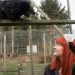Binturong Experience at Hoo Farm Animal Kingdom, Telford
