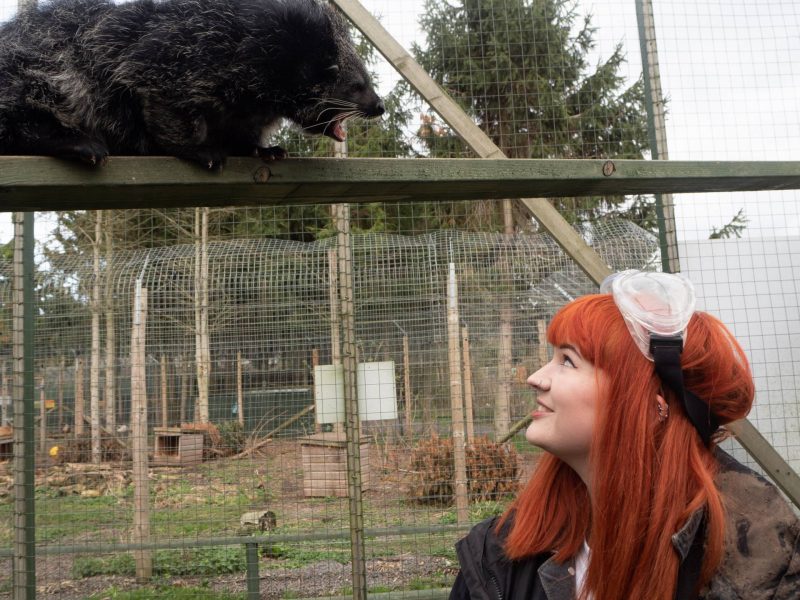 Binturong Experience at Hoo Farm Animal Kingdom, Telford