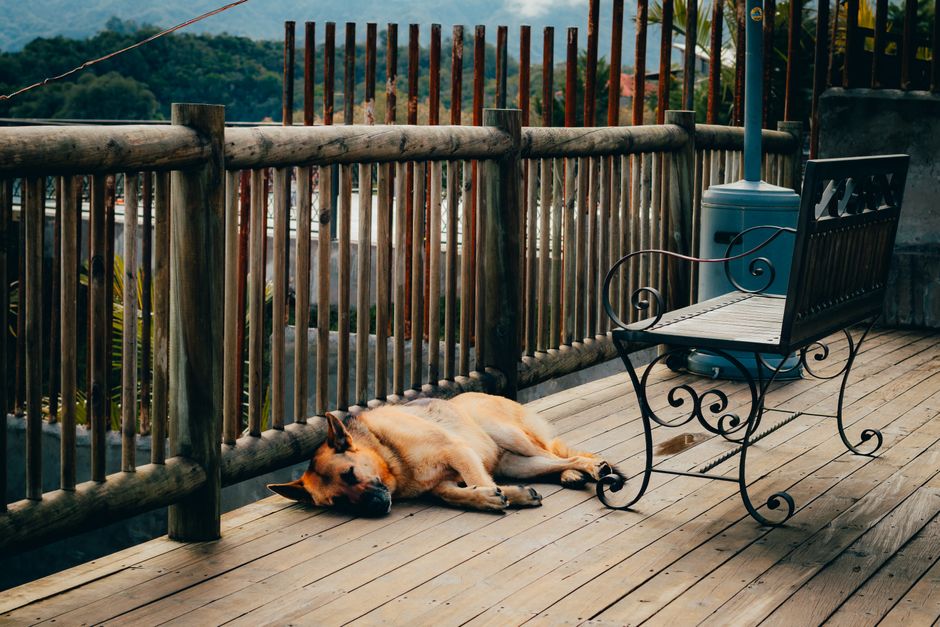 German Shepherd relaxes on a scenic wooden deck in Guatape, Colombia.