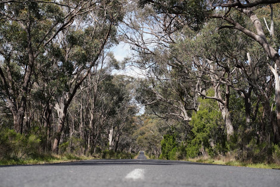 A serene road cutting through a dense forest, surrounded by tall trees and natural beauty.