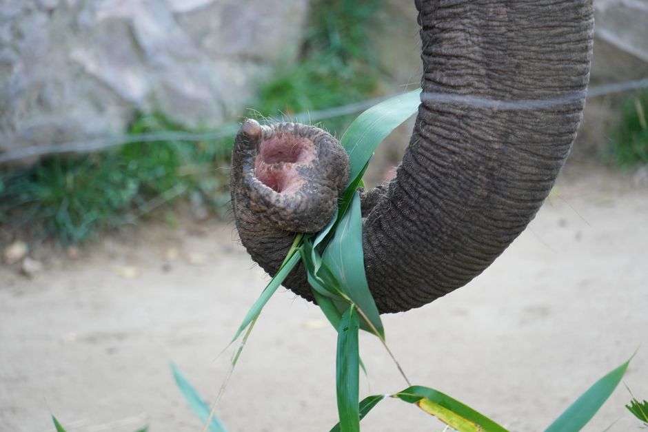 Detailed image of an elephant's trunk grasping and eating green leaves outdoors.