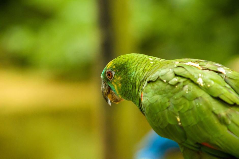 Close-up of a Blue-Fronted Amazon parrot in a lush green setting in Brazil.