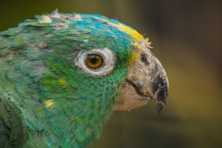 Detailed close-up of a Southern Mealy Amazon parrot showcasing vibrant feathers and features.