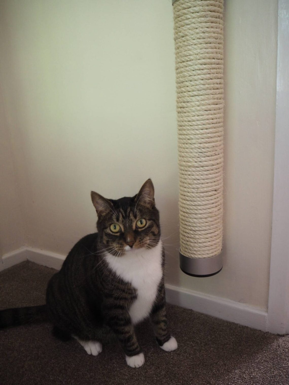 Keeping our indoor cat amused with Catipilla