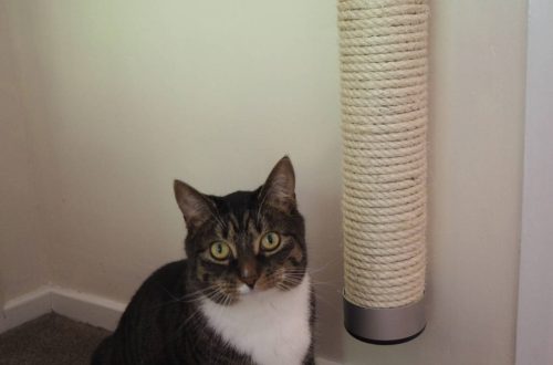 Keeping our indoor cat amused with Catipilla