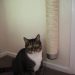 Keeping our indoor cat amused with Catipilla